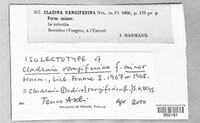 Cladina rangifera image